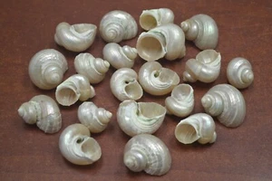 25 STCK. KLEINE WEISSE PERLE TURBO MUSCHEL EINSIEDLERKRABBE 1 1/2 ZOLL - 2 ZOLL - Bild 1 von 1