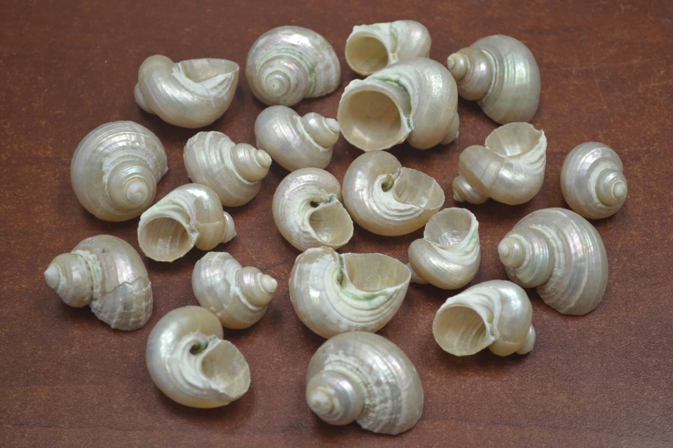 25 PIEZAS PEQUEÑO BLANCO PERLA TURBO CONCHA CANGREJO ERMITAÑO 1 1/2" - 2" Foto 1 de 1