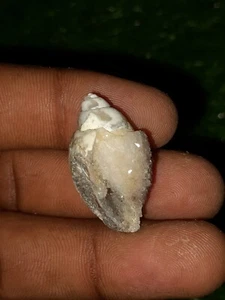 Natürliche Druzy Muschel Achat Fancy Lose Edelstein Spiralit Muschel 30×17×16MM - Bild 1 von 4