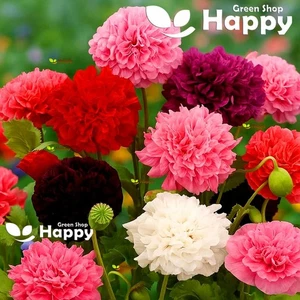 Peony Poppy Mix - Double Flower poppy - 1300 seeds - Breadseed poppy - Papaver - Picture 1 of 1