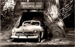 Real Photo Postcard Chandelier Tree Underwood Park Redwood Highway California - Picture 1 of 2