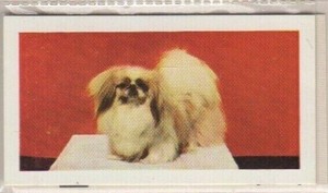 Hornimans Tea Dog Cards 1961. Pekingese