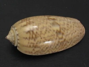 Preciosa... OLIVA INDOMALAYSICA~40,8 mm/gema~Tailandia SEASHELL - Imagen 1 de 3