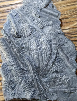 Natural Scale Hairy Sea Lily Elegants Sea Lily Silurian Devonian 9.0×11.1×2.0cm - Image 1 of 4