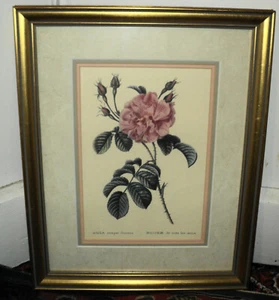 Rosa Semper Florens"" con estampado antiguo vintage ""Rosa Semper Florens"" rosal de todos los meses de Redouté - Imagen 1 de 4