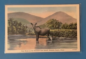 Cow Moose on Penobscot East Branch Katahdin Region Maine Postcard - Picture 1 of 2