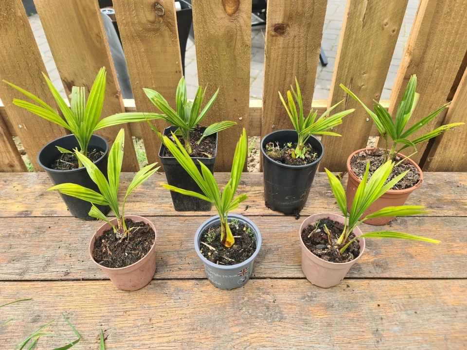 Trachycarpus Fortunei, Pure Fortunei Chusan Palm Tree  15- 20 cm - Image 1 of 1