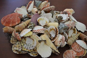 60+ PCS ASSORT MIX SEA SHELL CLAM CONCH TURRIELLA BEACH WEDDING DECOR 1 KG 7178 - Picture 1 of 1