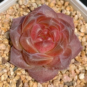Echeveria Amber (wide leaves form) about 3cm Succulent - Picture 1 of 3