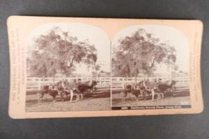 Stereo Card Stereo-view C.H Graves Philadelphia - California Ostrich Farm - Picture 1 of 3