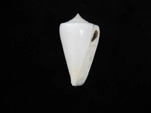Sea Shell Conus inscriptus 45 mm ID#7654 - Imagen 1 de 3