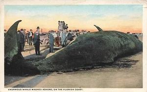 Postal de colección de 1920 LP08 Florida Coast Whale lavada en la costa - Imagen 1 de 2