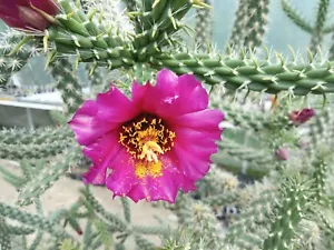 Cylindropuntia spinosior DJF149.01 Calabasas, AZ, USA - 1x cutting FROST HARDY - Imagen 1 de 7