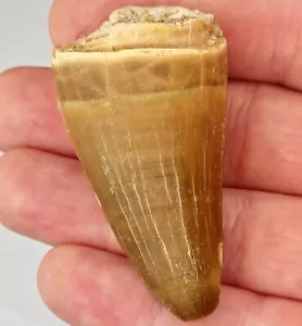 Thalassotitan atrox 2.15" Mosasaur Tooth Fossil - Morocco - Mid-Marginal - Picture 1 of 7