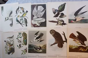 Audubon Bird Print Lot of 22 #324 - #334 #343 - #372 Hawk Owl Duck Loon - Picture 1 of 20