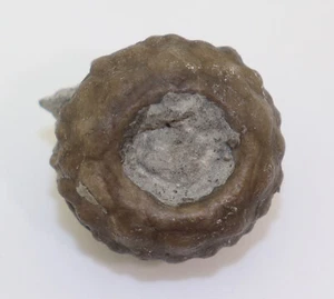 Crinoide, Eucalyptocrinites rosaceus, Devon, Givet, Berndorf, Eifel, GER-L361 - Bild 1 von 7