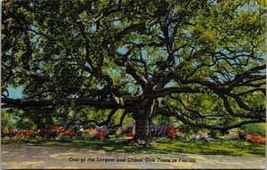 Eine der größten und ältesten Eichen Floridas Leinen Postkarte - Bild 1 von 4