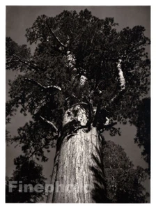 1949 Vintage ANSEL ADAMS Sequoia General Sherman Tree KROMEKOTE Photo Engraving - Picture 1 of 1