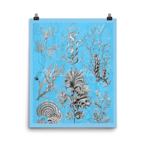 Ernst Haeckel ArtForms in Nature, Fucoideae. Biology Science Art Print 16x20 - Picture 1 of 1