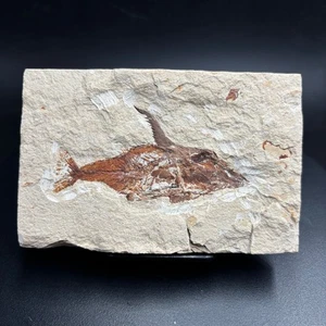 Rare Fossil Fish - Joinvillichthys Lindstroemi - Cretaceous Lebanon - 12cm - Picture 1 of 4