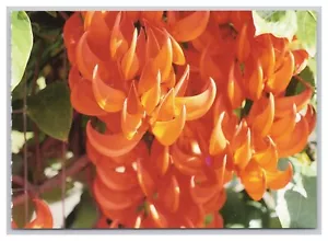 Postcard Orange Jade Vine Hawaii Continental View - Picture 1 of 5