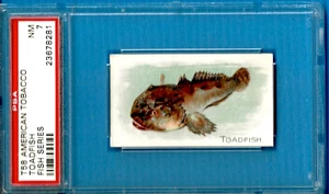 1910 T58 American Tobacco Fish Series - ToadFish Psa 7 (Pop 1 - 0 Higher) - Picture 1 of 2