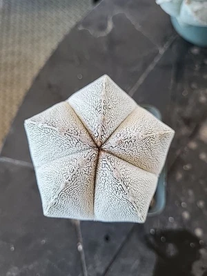 Suculentas híbridas de cactus Astrophytum Myriostigma Onzuka Foto 1 de 4