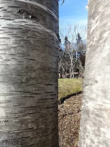 50 Sweet Birch Seeds Betula lenta Black Birch, Cherry Birch Canada Native Tree - Picture 1 of 2