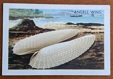 Shell Vintage 1960, Shells Fish and Coral Project Card - #74 Angel's Wings