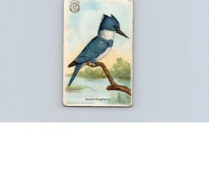 1918 Arm & Hammer Useful Birds America Belted Kingfisher No 26 - Picture 1 of 2