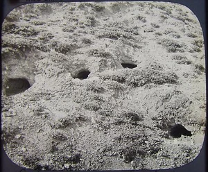Glass Magic Lantern Slide PUFFIN NESTS LAMBAY ISLAND C1890 PHOTO BIRDS IRELAND - Picture 1 of 2