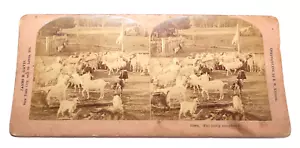 BW Kilburn Stereoview bambino pastore con capre 1904 antica cartolina CST1 - Foto 1 di 5