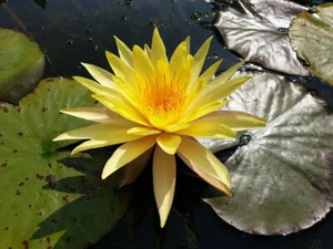 15 Seerosensamen „Pinwaree“ „Nymphaea Lotus“ - Bild 1 von 1