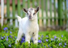 Adorable Baby Goat Poster Print Size A4 / A3 Cute Animals Poster Gift #8565