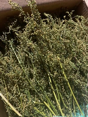 HILLTOP GARDENS AND MORE 100 stems 4 in to 12 in. Dried Sweet Annie Artemisia FREE SHIP