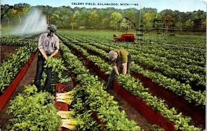Postal de lino Apio Field Kalamazoo Michigan - Imagen 1 de 2