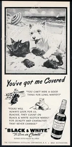 Scottie Westie 1953 perros playa arte blanco y negro escocés vintage anuncio impreso - Imagen 1 de 2