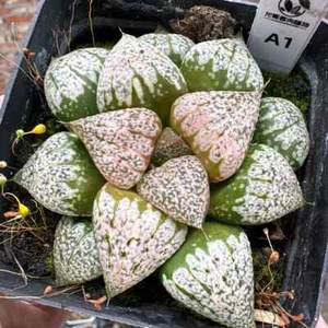 5-6 cm 1 pieza Haworthia Emelyae Emelyae Patagosaurus hermoso jardín plantación rara - Imagen 1 de 10