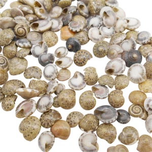 200 Mix Tiny Snail Shells Spiral Conch Seashells Beach Wedding Decor 2-10 mm - Picture 1 of 7