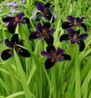 Iris Lousiana Black Gamecock - pond plants water lilies aquatic plants ponds koi