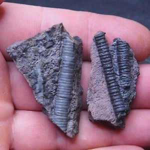 2 piezas 30gr Escifocrinitas Naturales Elegantes Crinoides Silúrico Devónico Fósil 14 - Imagen 1 de 5
