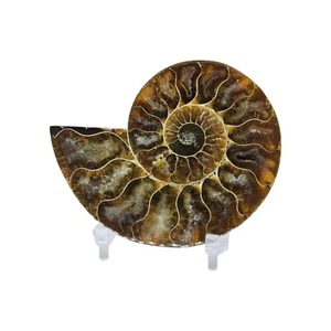 Ammonite, Fossil, 3 3/8", specimen, display, polished, #R-5073 - Picture 1 of 10