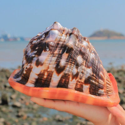 Natural Bull's mouth Helmet Conch Shell Coral Sea Snail Fish Tank Adorn Ornament - Image 1 of 4