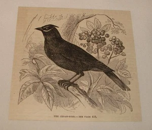 1880 magazine engraving ~ THE CEDAR-BIRD - Foto 1 di 1