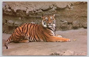 Postal Tigre de Asia Central Zoológico de San Diego California Panthera tigris tigris - Imagen 1 de 2