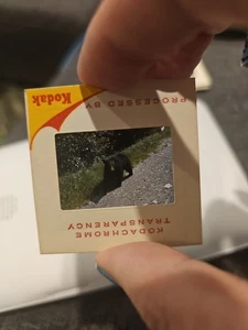 #DT 35mm Dia - Vintage - Sammlerstücke - Foto - Bär - Bild 1 von 1