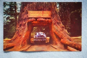 Lámpara de araña Drive Thru Tree - Underwood Park - Redwood Highway, California - Imagen 1 de 2