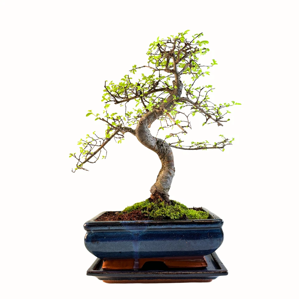 Chinesische Ulme Bonsai Baum 35-40 cm, 8-9 Jahre alt - Pflegeleichte Zimmerpflan - Bild 1 von 4