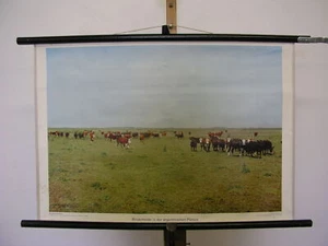 Rebaño De Ganado Pampa Argentina ~1970 Imagen De Pared 75x51cm - Imagen 1 de 1