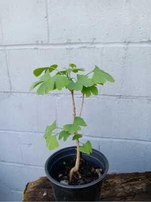 Ginkgo Tree (Ginkgo biloba) – Live Well Rooted Plant (1-3 yo, 6–40"+Tall) - Image 1 of 4